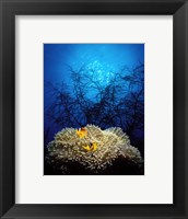 Mat anemone and Allard's anemonefish (Amphiprion allardi) in the ocean Fine Art Print