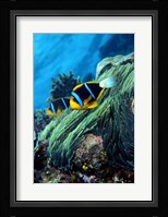 Allard's anemonefish (Amphiprion allardi) in the ocean Fine Art Print