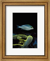 Two-Lined monocle bream (Scolopsis bilineata) and coral in the ocean Fine Art Print