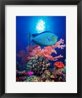 Vlamings unicornfish and Squarespot anthias (Pseudanthias pleurotaenia) with soft corals in the ocean Fine Art Print
