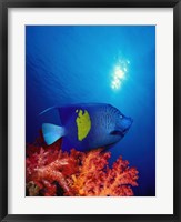 Yellow-Banded angelfish (Pomacanthus maculosus) with soft corals in the ocean Fine Art Print