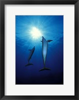 Bottle-Nosed dolphins (Tursiops truncatus) in the sea Fine Art Print