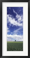 Germany, Baden-Wurttemberg,Single tree in field, clouds Fine Art Print