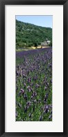 Lavender crop with a monastery in the background, Abbaye De Senanque, Provence-Alpes-Cote d'Azur, France Fine Art Print