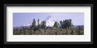 Fruit trees in an orchard with a snowcapped mountain in the background, Mt Hood, Hood River Valley, Oregon, USA Fine Art Print