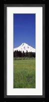 Field with a snowcapped mountain in the background, Mt Hood, Oregon (vertical) Fine Art Print