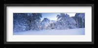 Oak trees and rock formations covered with snow, Half Dome, Yosemite National Park, California Fine Art Print