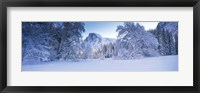 Oak trees and rock formations covered with snow, Half Dome, Yosemite National Park, California Fine Art Print