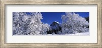 Half Dome, Yosemite National Park, Mariposa County, California Fine Art Print