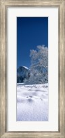 Oak tree and rock formations covered with snow, Half Dome, Yosemite National Park, Mariposa County, California, USA Fine Art Print