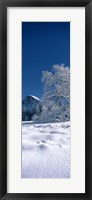 Oak tree and rock formations covered with snow, Half Dome, Yosemite National Park, Mariposa County, California, USA Fine Art Print