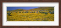 Yellow Wildflowers on a landscape, California Fine Art Print
