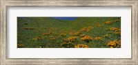 Orange Wildflowers on a hillside, California Fine Art Print