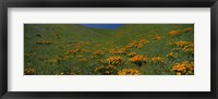 Orange Wildflowers on a hillside, California Fine Art Print
