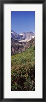 Alpine wildflowers on a landscape, US Glacier National Park, Montana, USA Fine Art Print