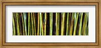 Bamboo trees in a botanical garden, Kanapaha Botanical Gardens, Gainesville, Alachua County, Florida Fine Art Print