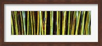 Bamboo trees in a botanical garden, Kanapaha Botanical Gardens, Gainesville, Alachua County, Florida Fine Art Print