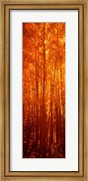 Aspen trees at sunrise in autumn, Colorado (vertical) Fine Art Print