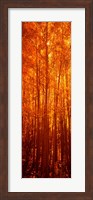 Aspen trees at sunrise in autumn, Colorado (vertical) Fine Art Print