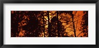 Low angle view of trees at sunrise, Colorado, USA Fine Art Print