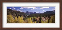 Aspen trees with mountains in the background, Colorado, USA Fine Art Print