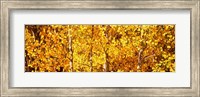 Aspen trees with yellow foliage, Colorado, USA Fine Art Print