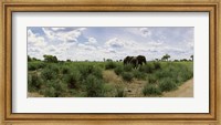 African elephants (Loxodonta africana) in a field, Kruger National Park, South Africa Fine Art Print