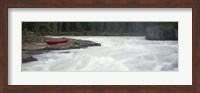 River flowing in a forest, Kicking Horse River, Yoho National Park, British Columbia, Canada Fine Art Print
