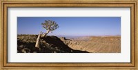 Lone Quiver tree (Aloe dichotoma) in a desert, Ai-Ais Hot Springs, Fish River Canyon, Namibia Fine Art Print