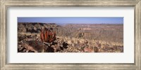 Aloe growing at the edge of a canyon, Fish River Canyon, Namibia Fine Art Print