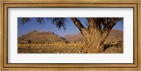 Camelthorn tree (Acacia erioloba) with mountains in the background, Brandberg Mountains, Damaraland, Namib Desert, Namibia Fine Art Print