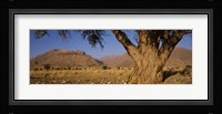 Camelthorn tree (Acacia erioloba) with mountains in the background, Brandberg Mountains, Damaraland, Namib Desert, Namibia Fine Art Print