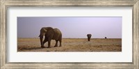 Three African elephants (Loxodonta africana) bulls approaching a waterhole, Etosha National Park, Kunene Region, Namibia Fine Art Print