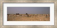 Herd of Burchell's zebras (Equus quagga burchelli) with elephants in a field, Etosha National Park, Kunene Region, Namibia Fine Art Print