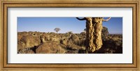 Quiver tree (Aloe dichotoma) growing in a desert, Namibia Fine Art Print