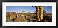 Quiver tree (Aloe dichotoma) growing in a desert, Namibia Fine Art Print