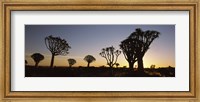 Silhouette of Quiver trees (Aloe dichotoma) at sunset, Namibia Fine Art Print