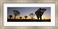 Silhouette of Quiver trees (Aloe dichotoma) at sunset, Namibia Fine Art Print