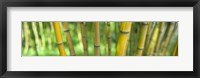 Close-up of bamboo, California, USA Fine Art Print