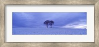 Twin trees in a snow covered landscape, Warter Wold, Warter, East Yorkshire, England Fine Art Print