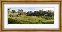 Rice fieldst, Chiang Mai, Thailand Fine Art Print