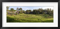 Rice fieldst, Chiang Mai, Thailand Fine Art Print