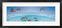Bottlenose Dolphin Jumping While Turtles Swimming Under Water Fine Art Print