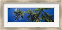 Palm Trees, Maui, Hawaii (low angle view) Fine Art Print