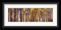 Forest, Grand Teton National Park, Teton County, Wyoming, USA Fine Art Print