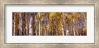 Forest, Grand Teton National Park, Teton County, Wyoming, USA Fine Art Print
