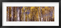 Forest, Grand Teton National Park, Teton County, Wyoming, USA Fine Art Print
