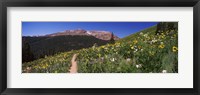 Wildflowers in a field with Mountains, Crested Butte, Colorado Fine Art Print