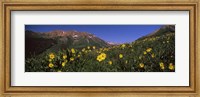 Wildflowers in a forest, Kebler Pass, Crested Butte, Gunnison County, Colorado, USA Fine Art Print