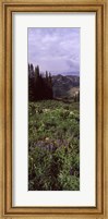 Forest, Washington Gulch Trail, Crested Butte, Gunnison County, Colorado (vertical) Fine Art Print